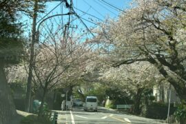桜の季節です